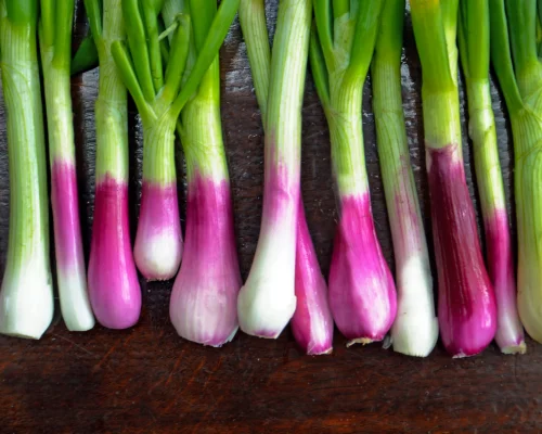 Green Onion (Spring Onion)